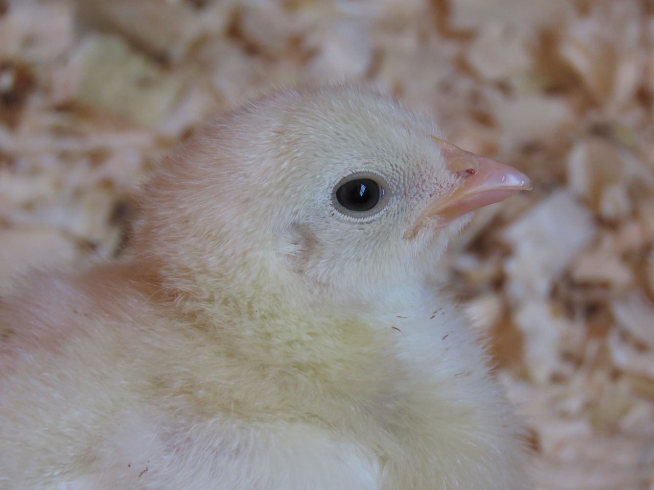 chick chicken farm free photo