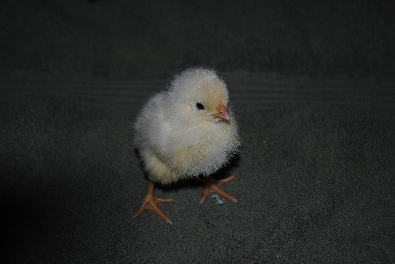 chick chicken poultry free photo