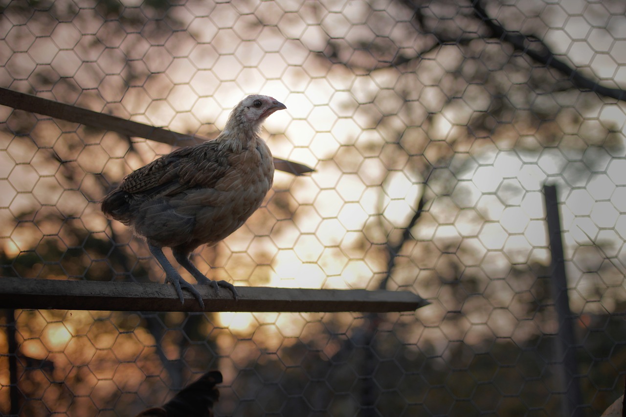 chick chicken cage free photo