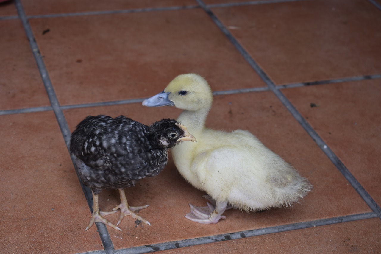 chick duck farm free photo