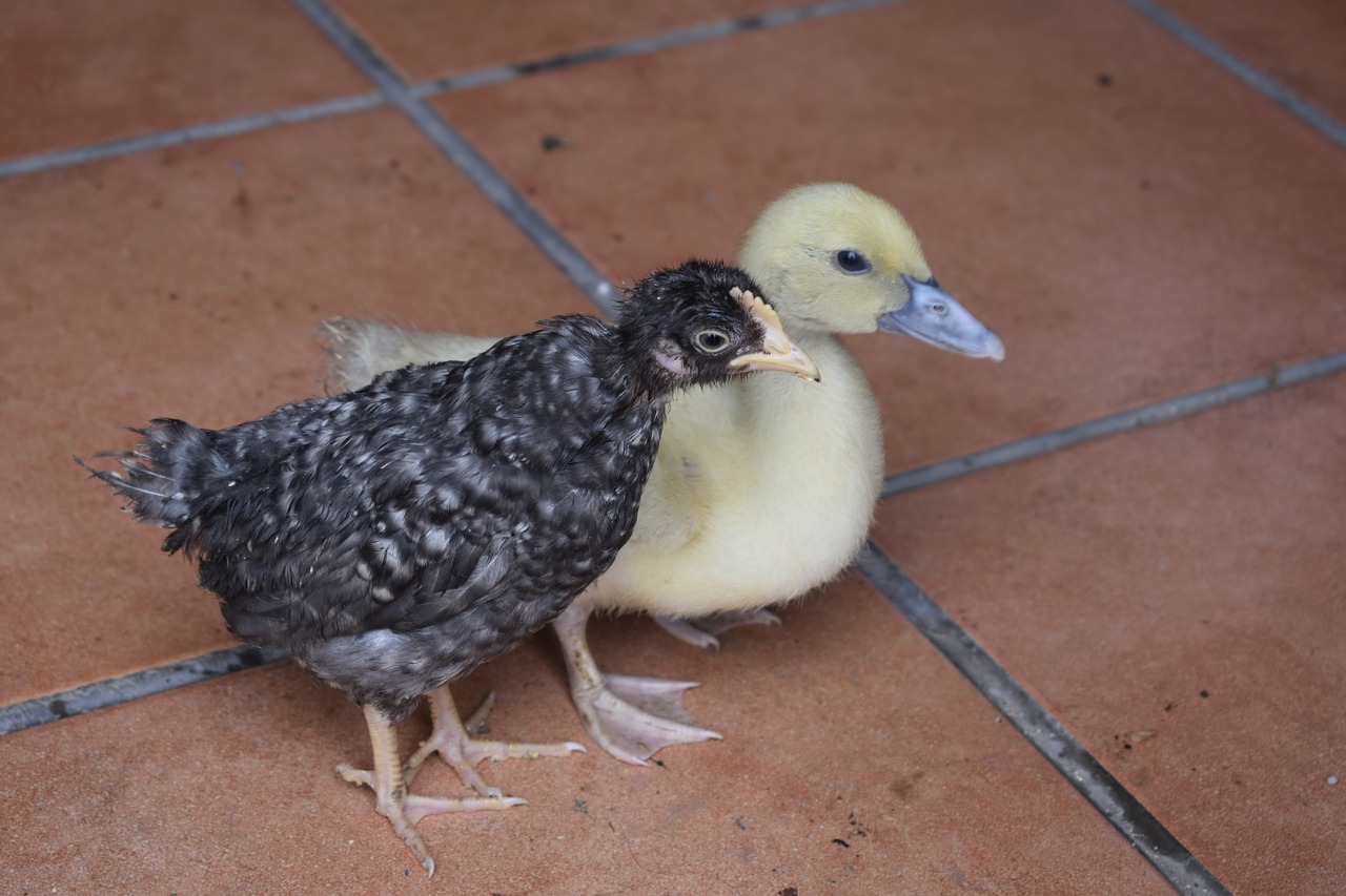 chick farm duck free photo