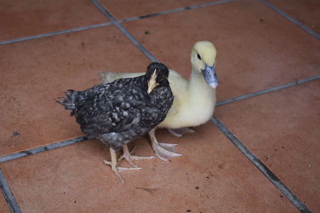 chick duck farm free photo