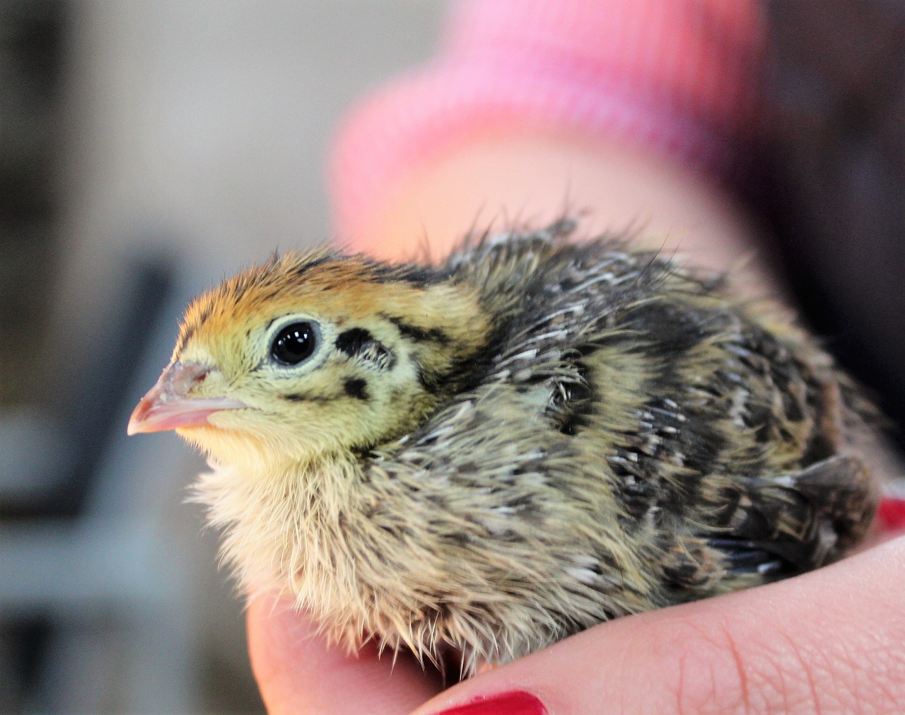 chick quail chicken free photo