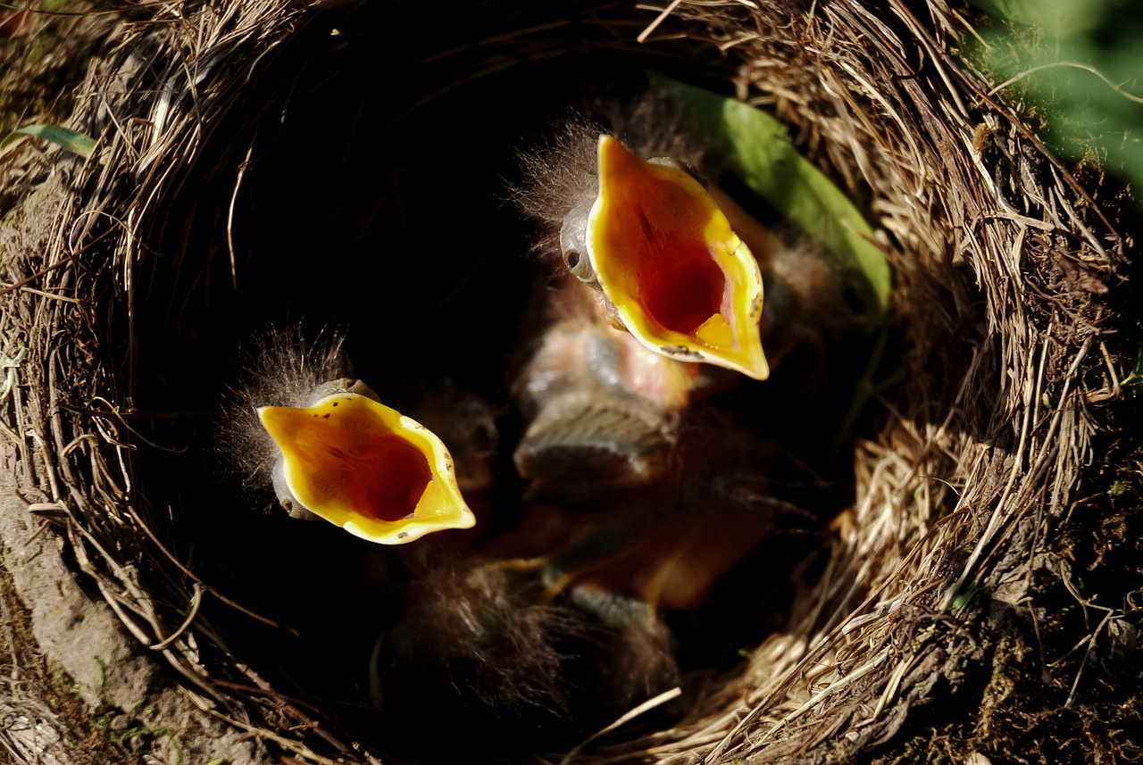 chick nest hungry free photo