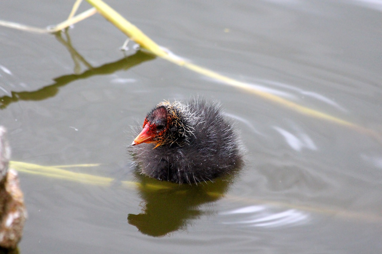chick  chicken  coot free photo