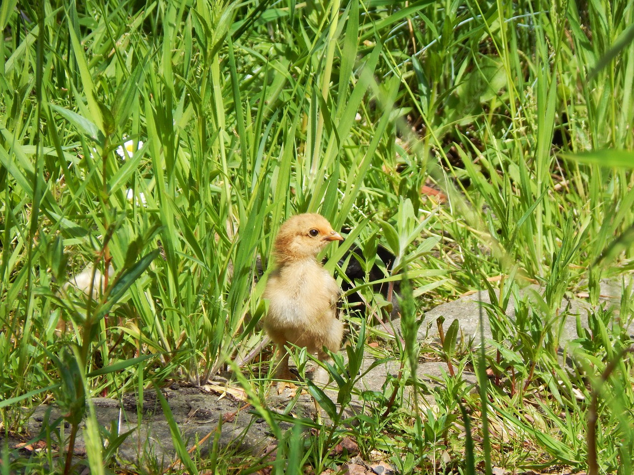 chick  chicken  spring free photo