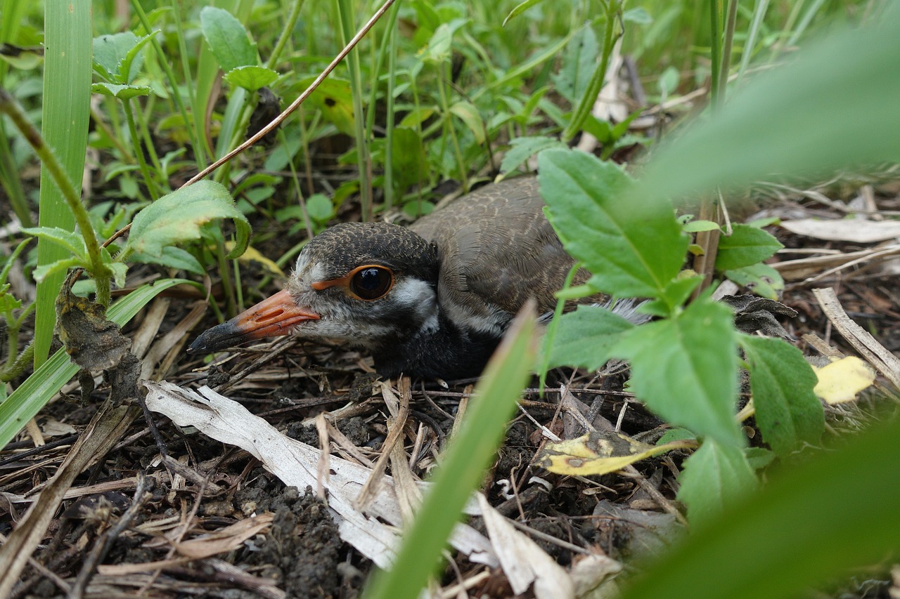 chick  bird  nature free photo