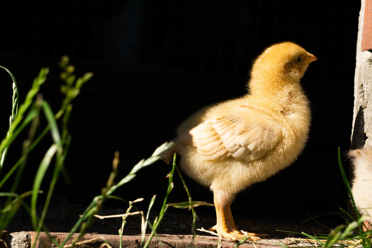chick  small  young free photo