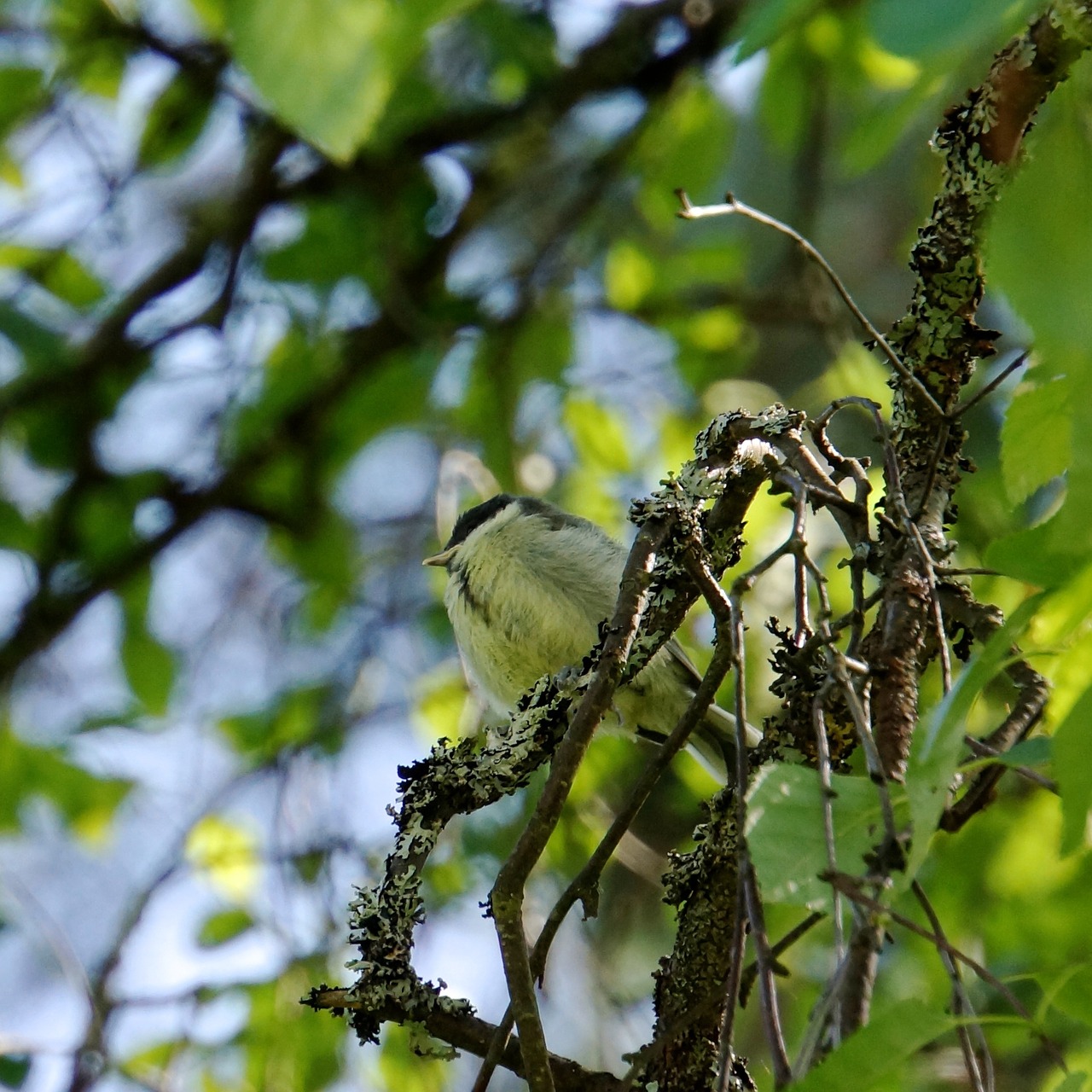 chick bird great tit free photo