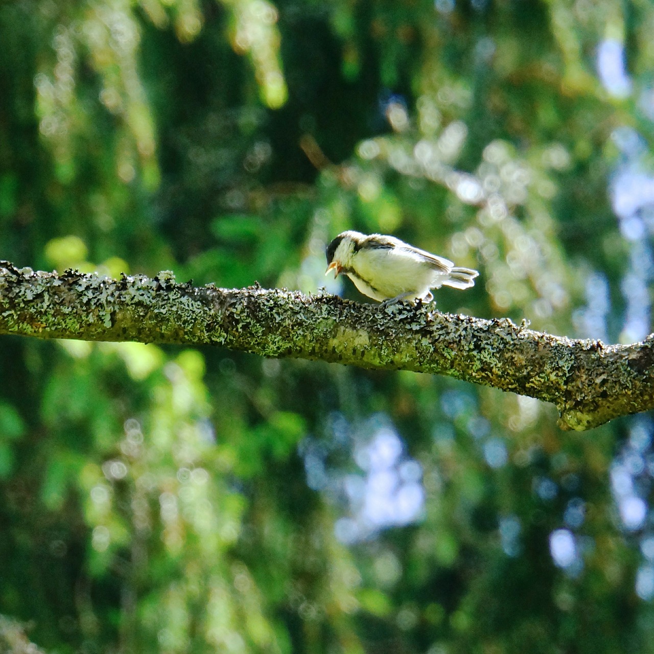 chick bird beak open free photo