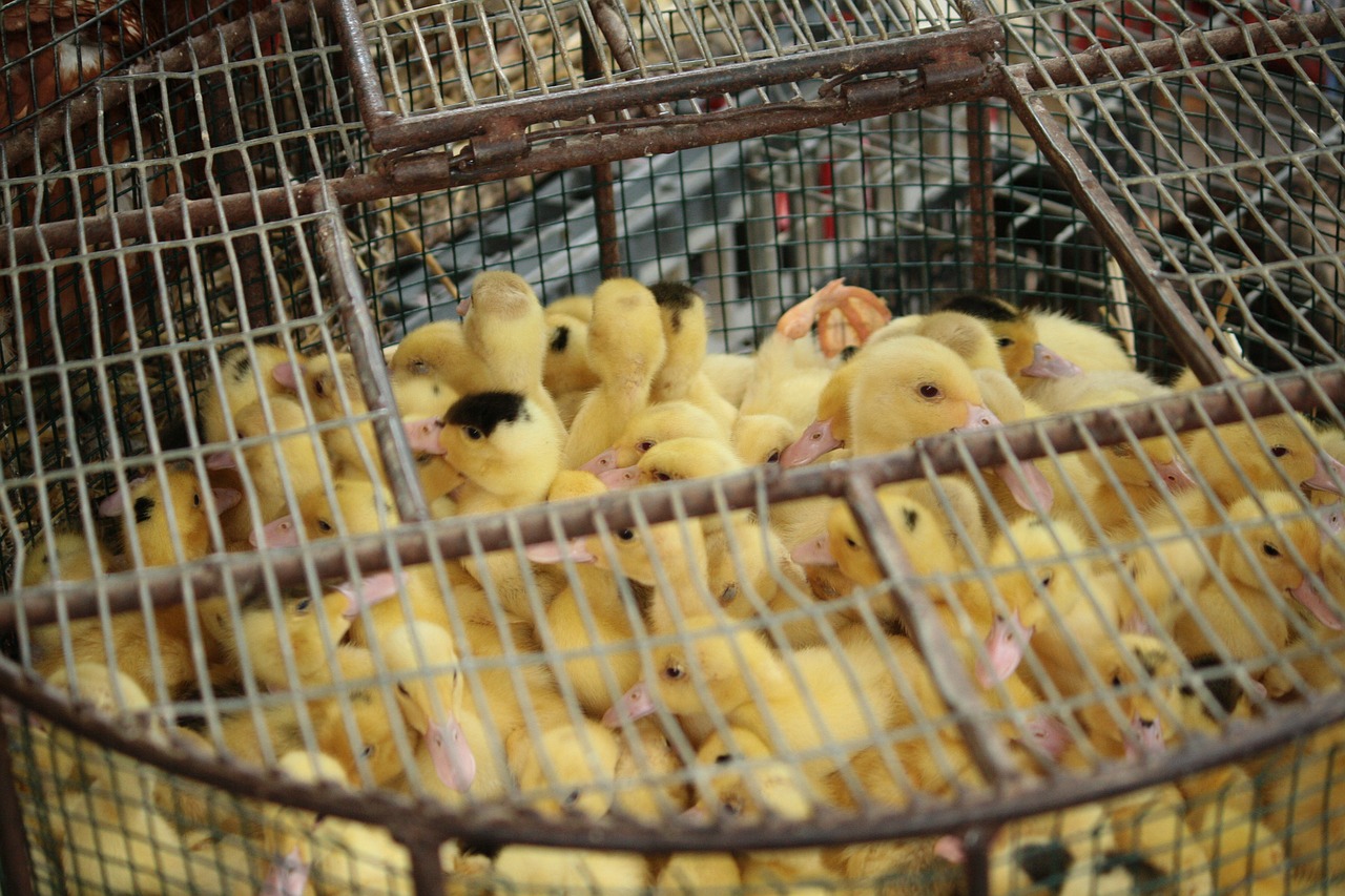 chick cage animal free photo