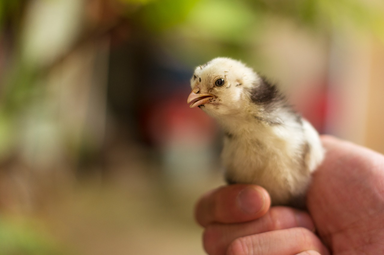 chick  animal  nature free photo