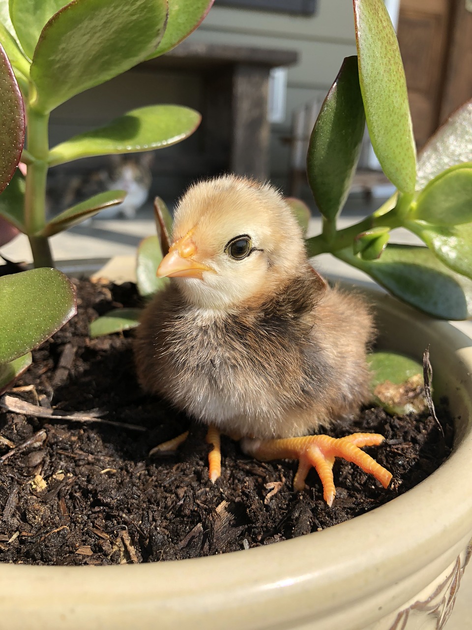 chick  chicken  easter free photo