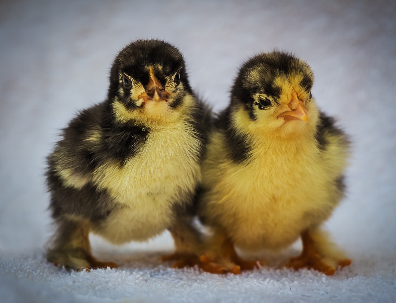 chick bird launchy free photo