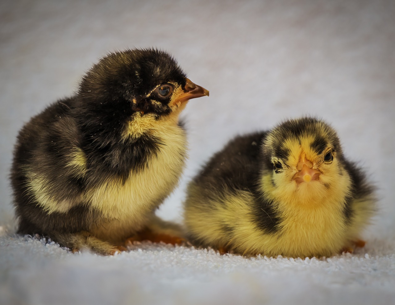 chick bird launchy free photo