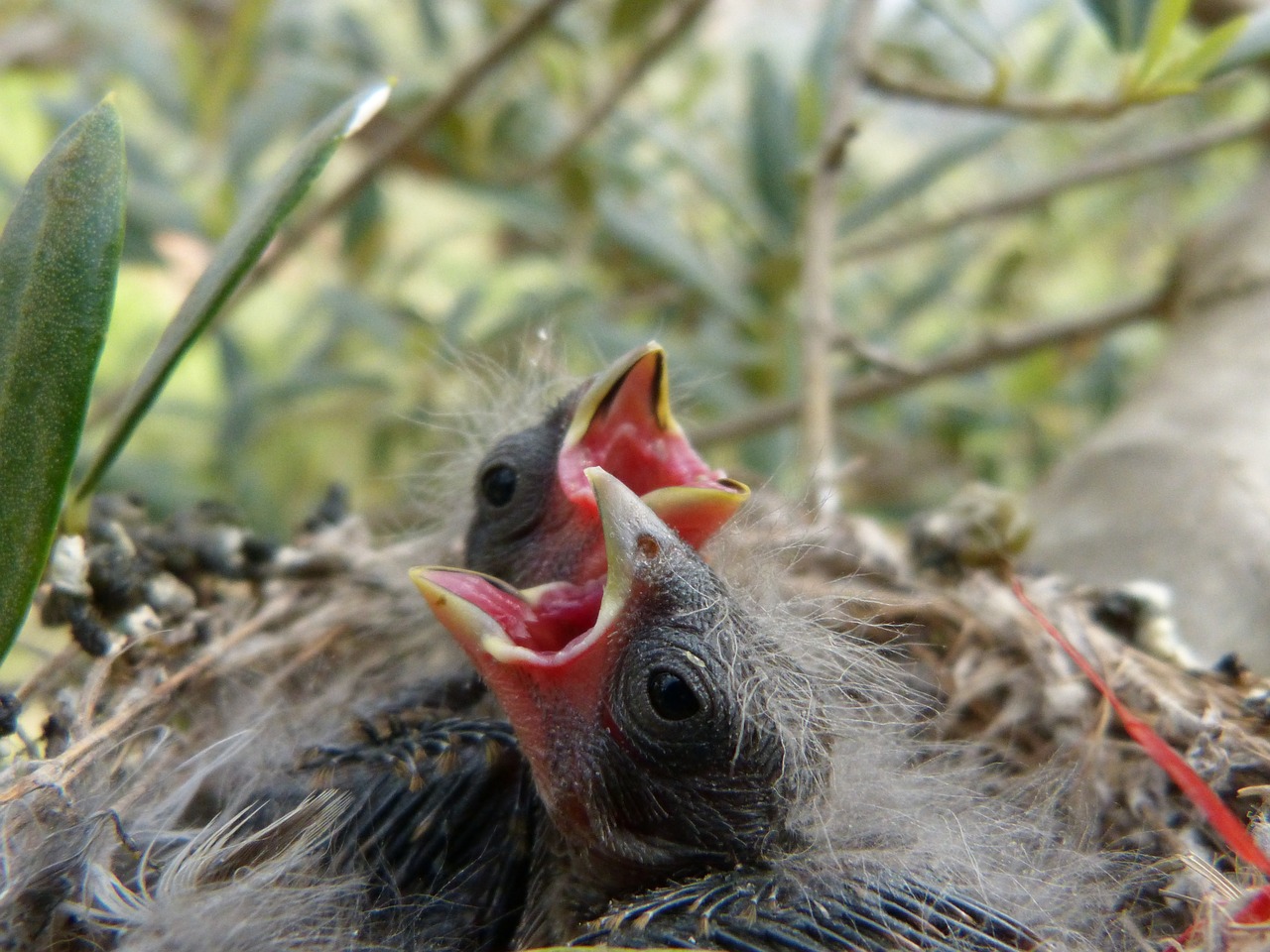 chick breeding nest free photo