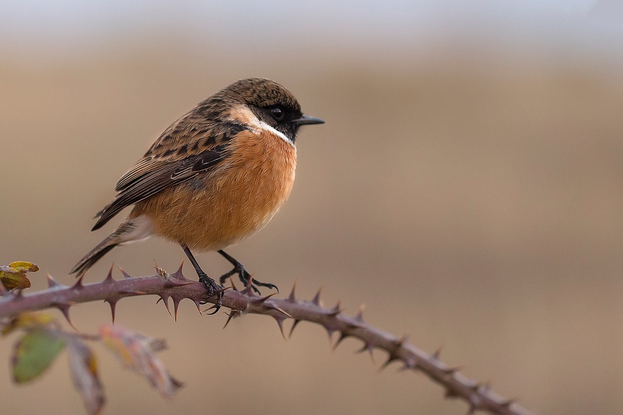 chick chasco stonechat ave free photo