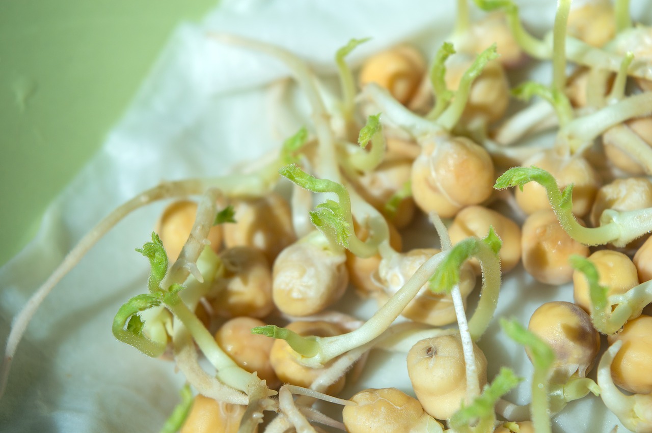 chick-pea sprouts sprouting chickpeas free photo