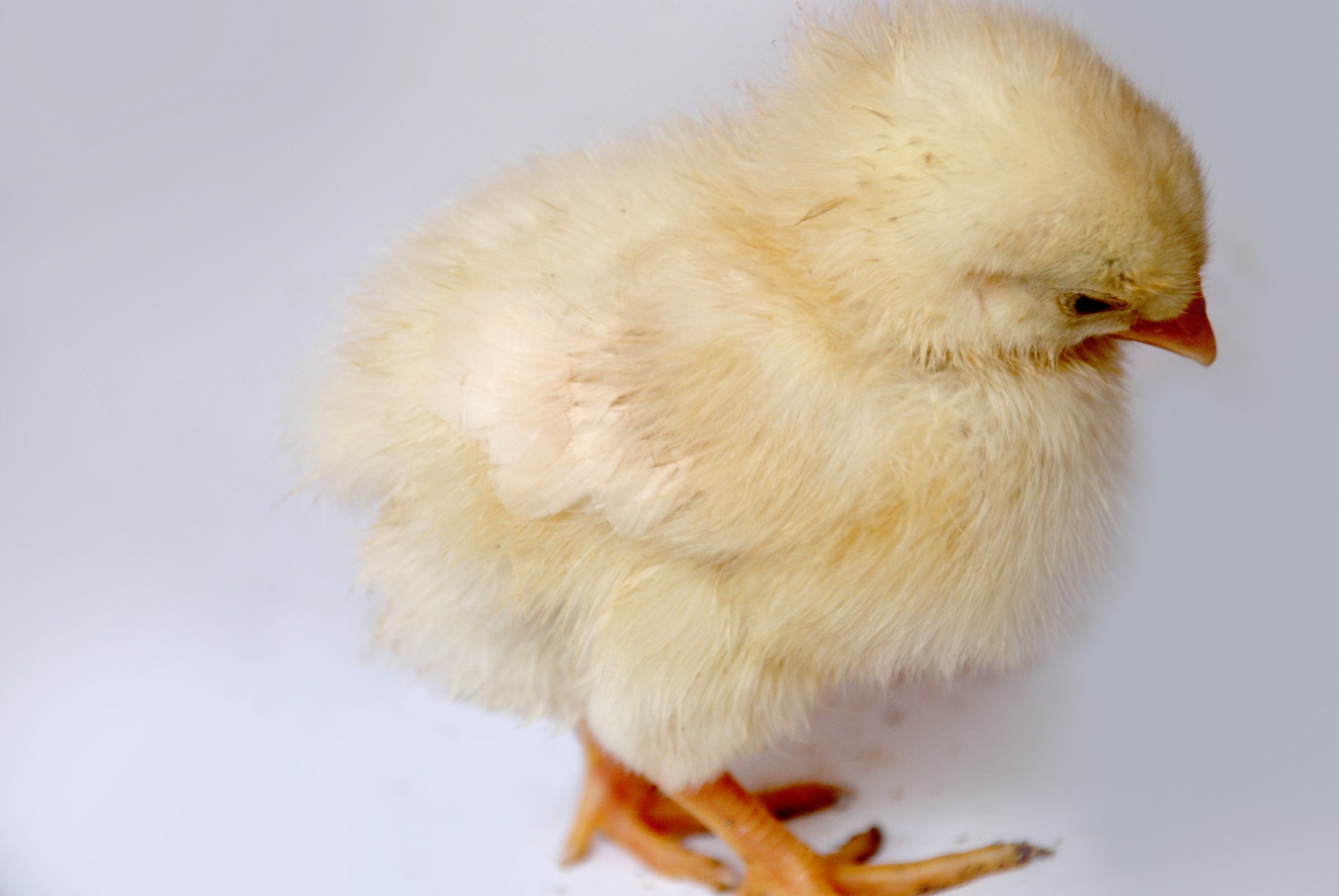 chick fowl poultry free photo