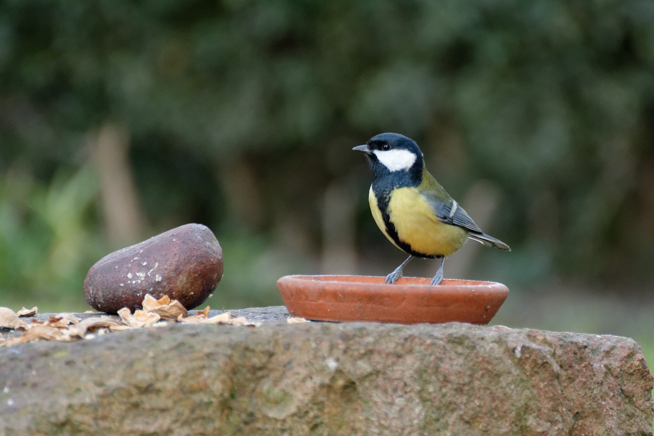 chickadee bird nature free photo