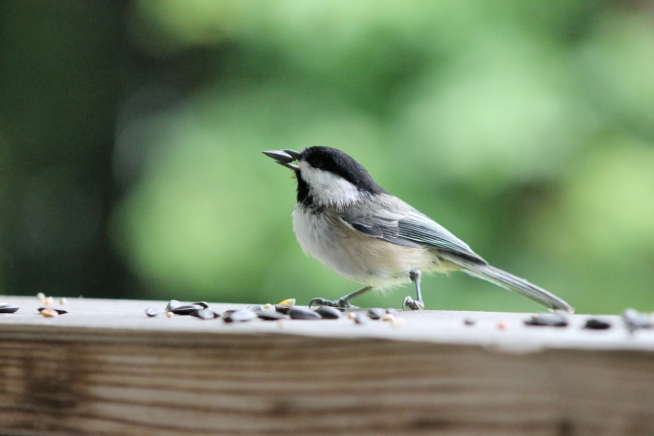 chickadee  bird  seeds free photo