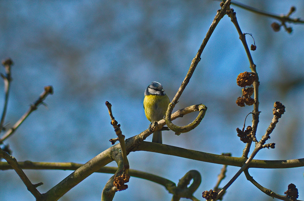 chickadee  bird  nature free photo