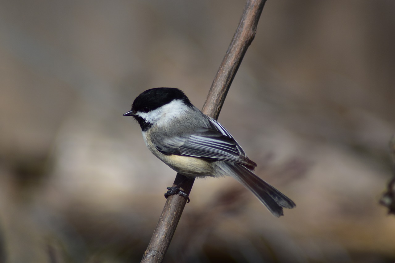 chickadee  bird  nature free photo