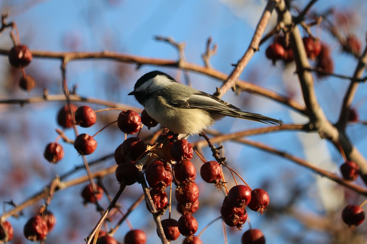 chickadee  nature  wildlife free photo