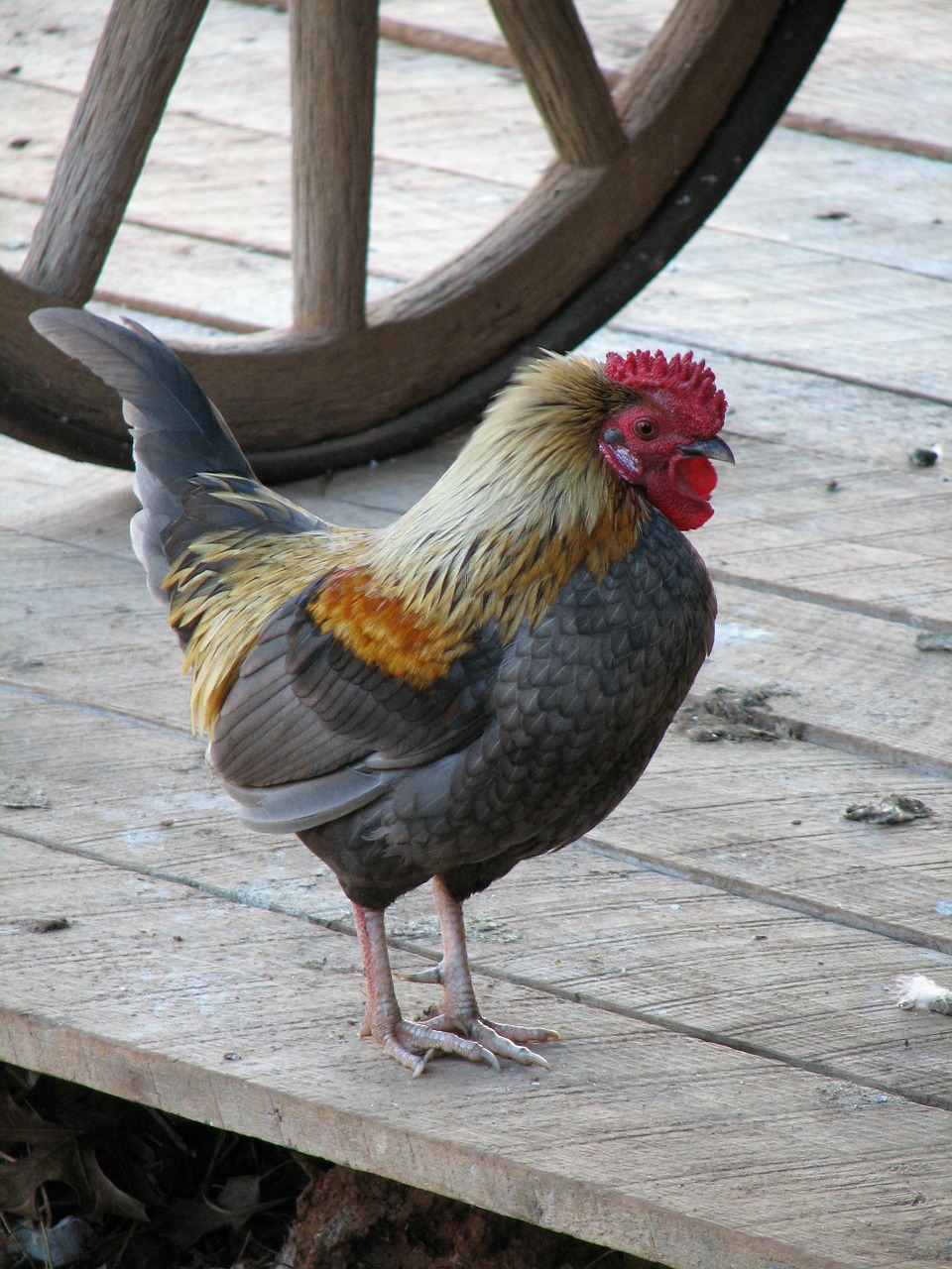 chicken rooster hens free photo