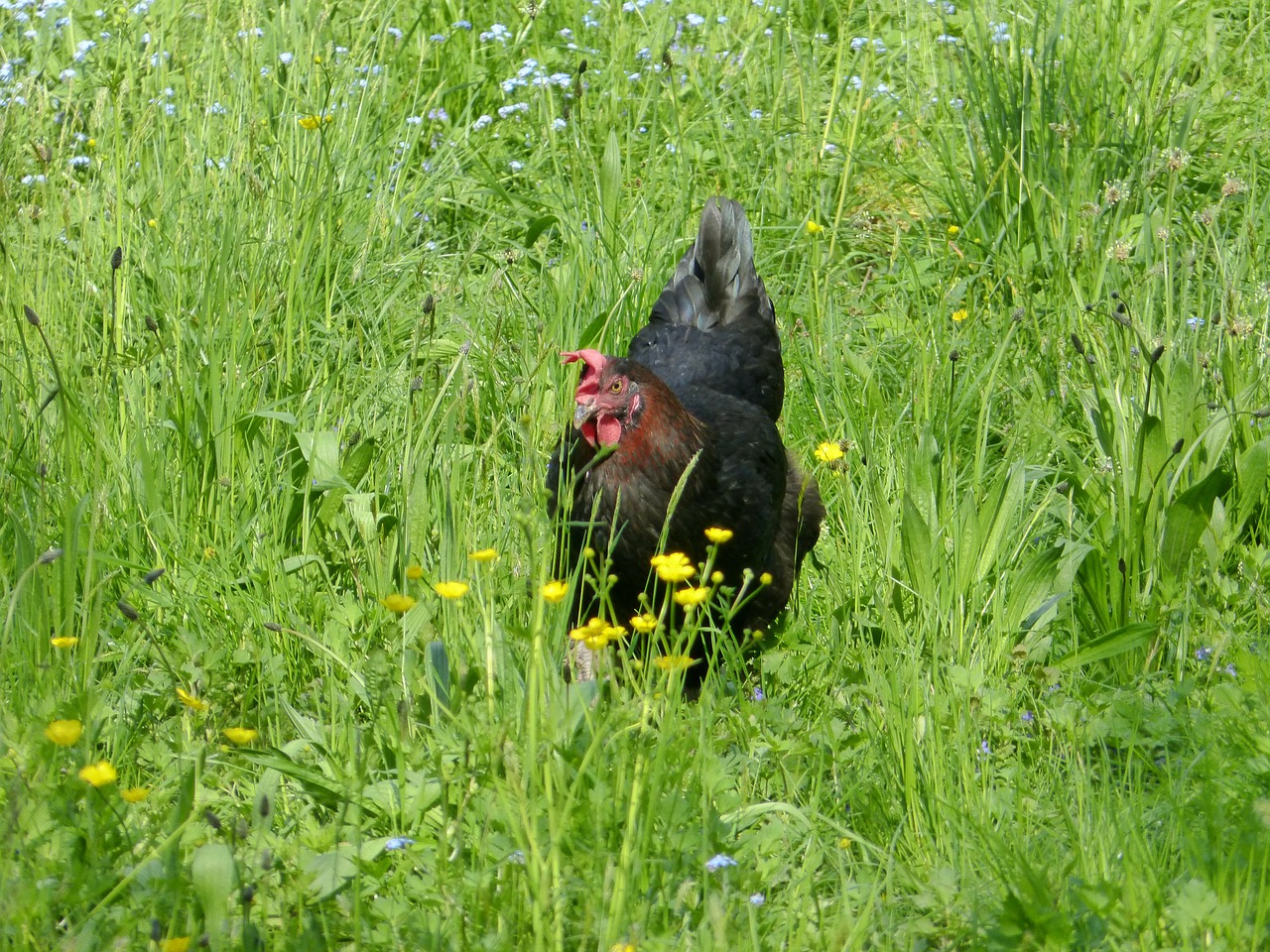 chicken bird animal free photo