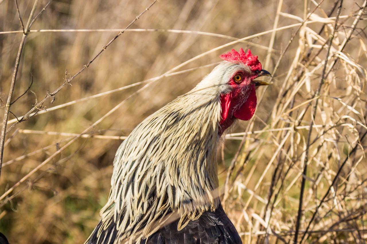 hahn crow chicken free photo