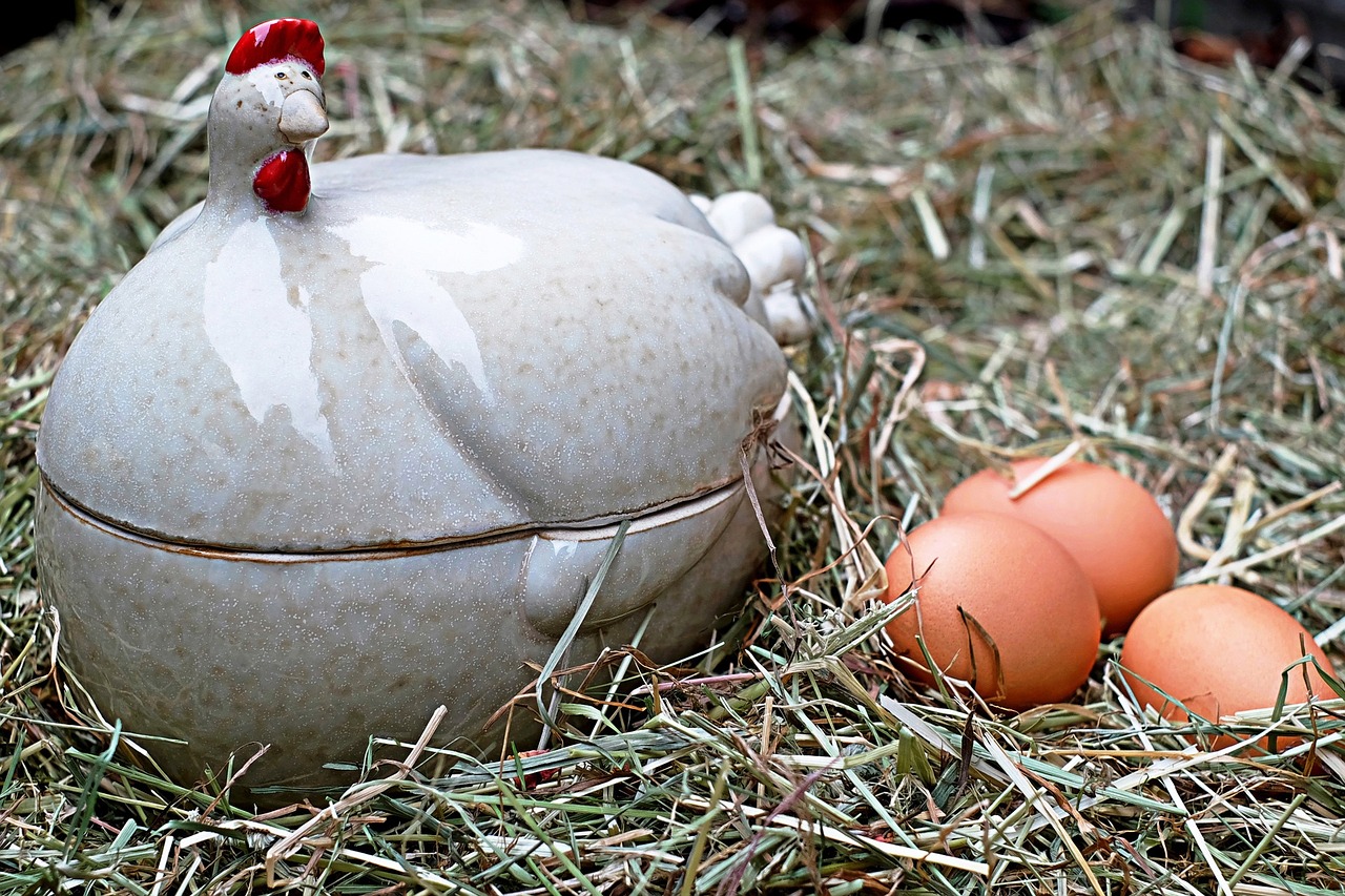 chicken porcelain nest free photo