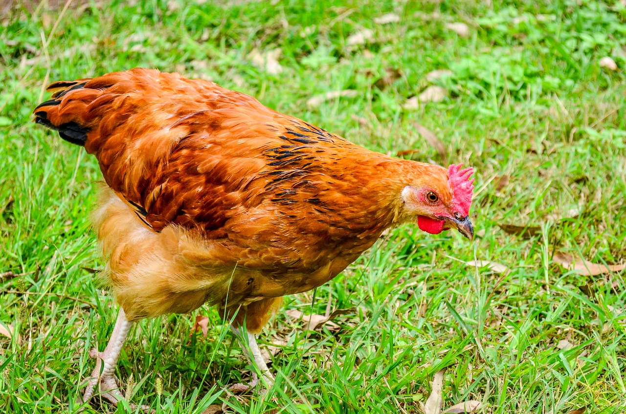 chicken fowl hen free photo