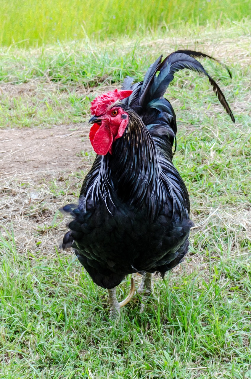 chicken fowl hen free photo