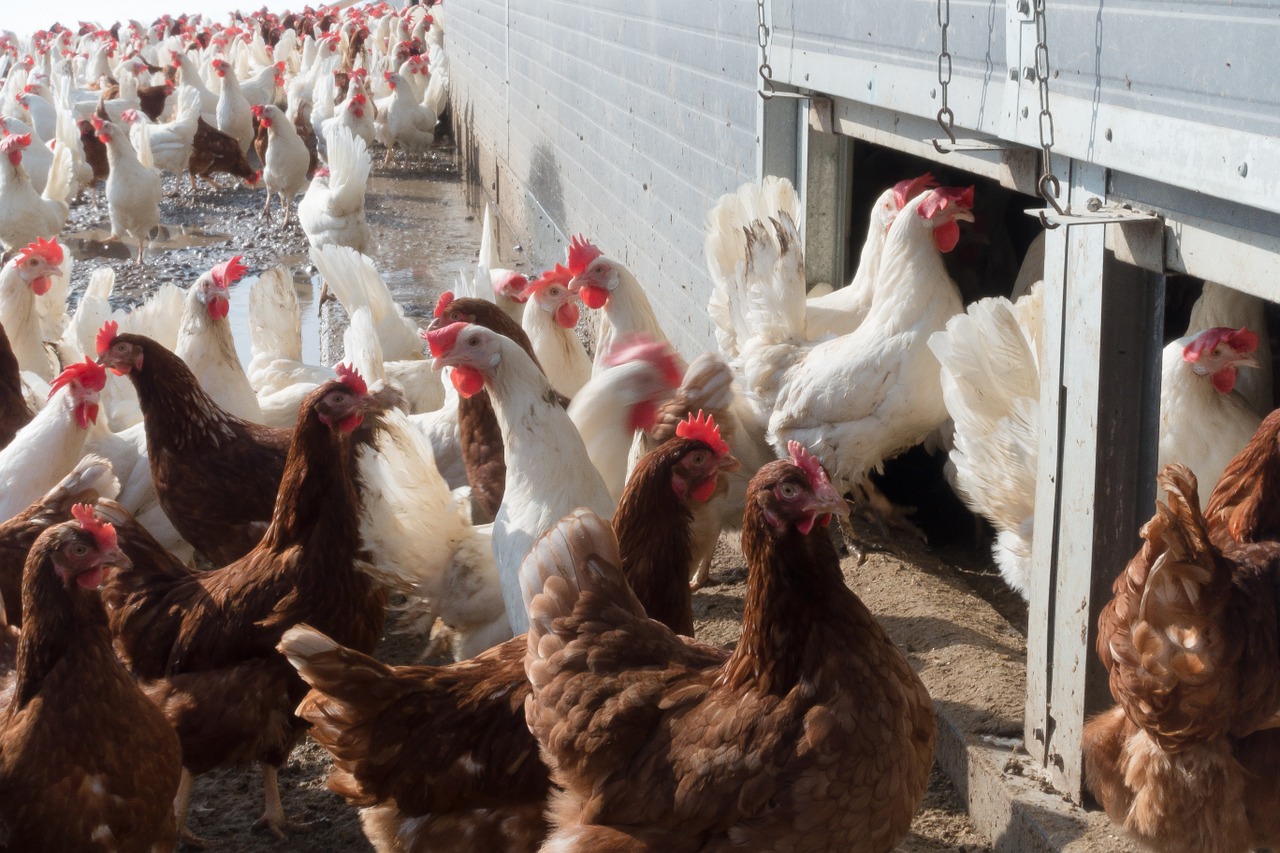 chicken hen factory farming free photo