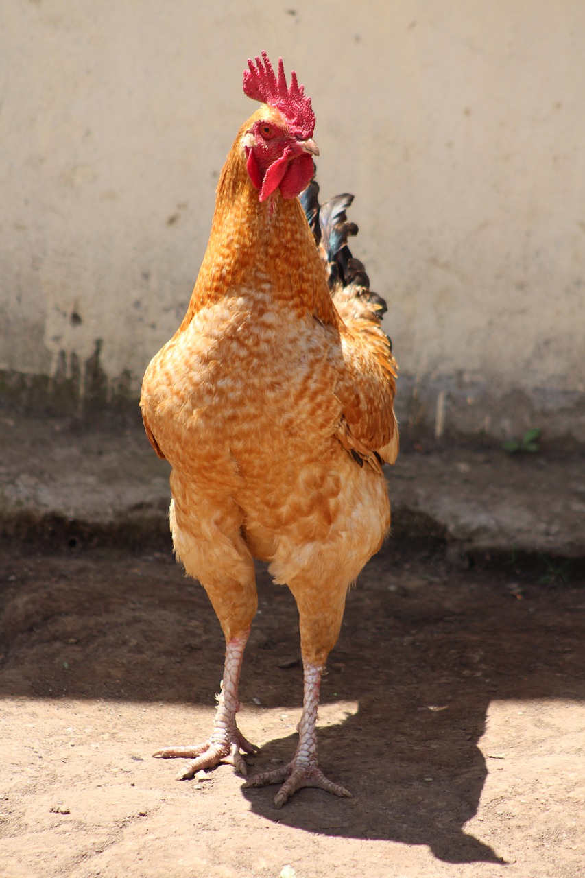 chicken farm domestic animal free photo