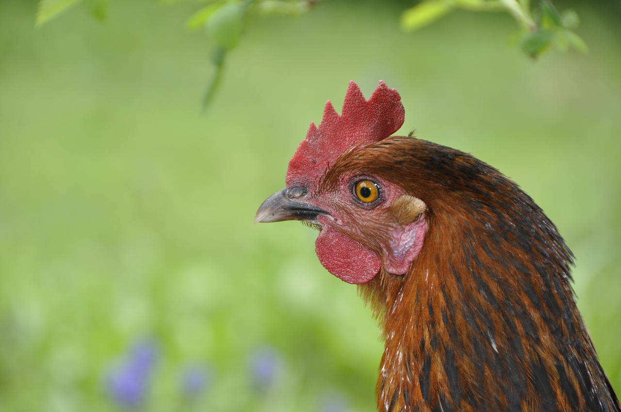 chicken hen garden free photo