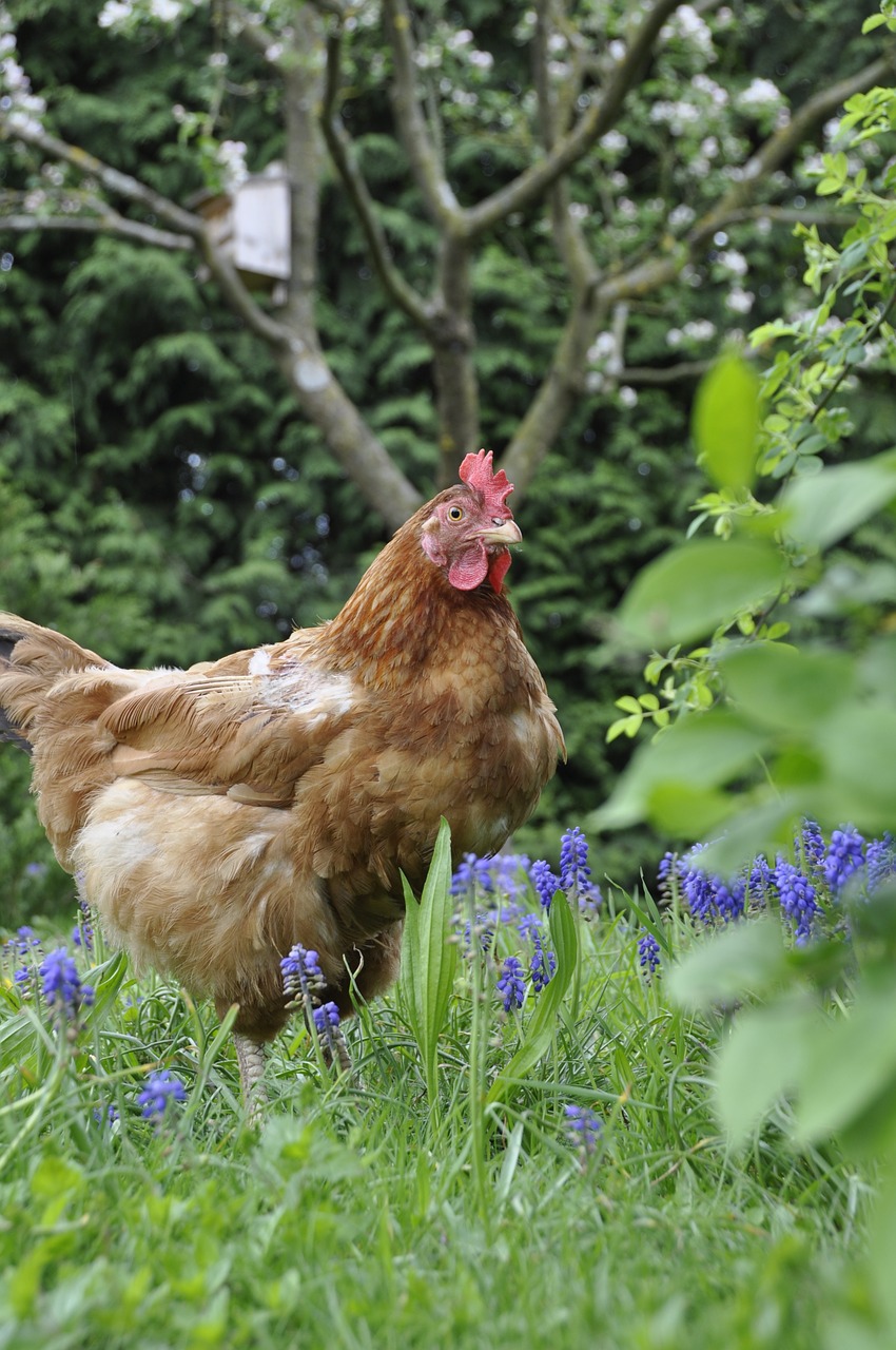 chicken hen garden free photo