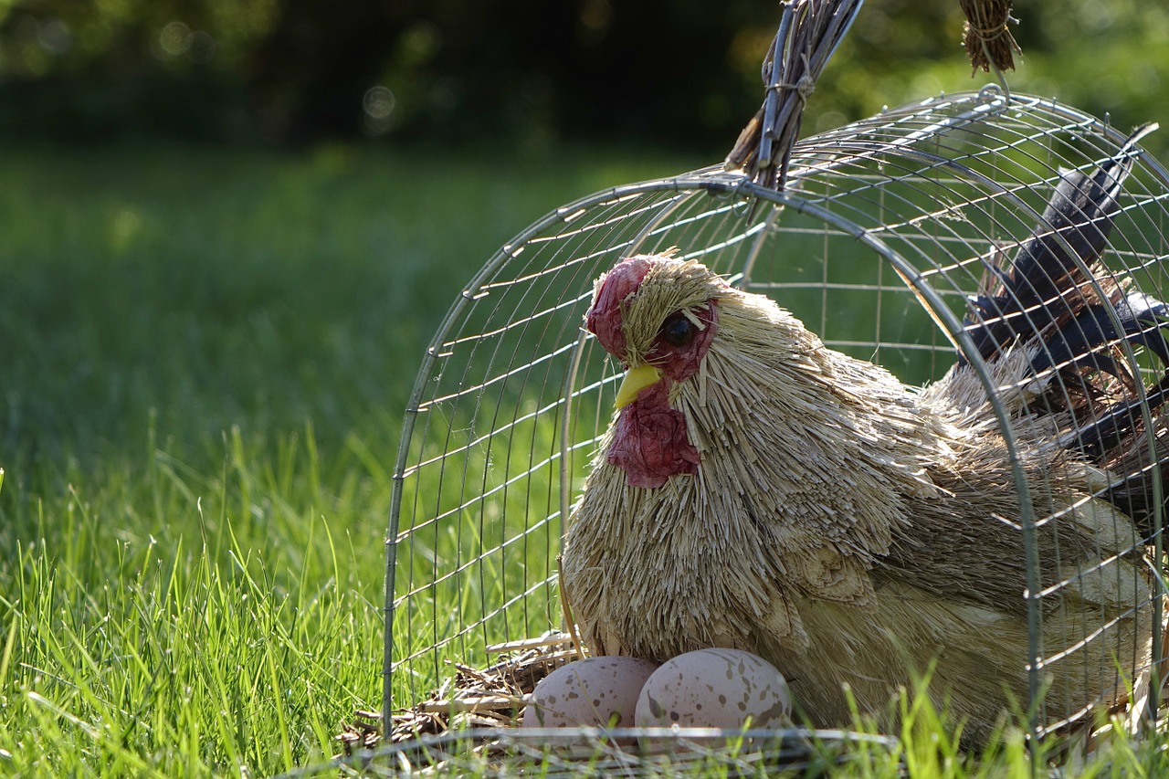 chicken cage grass free photo