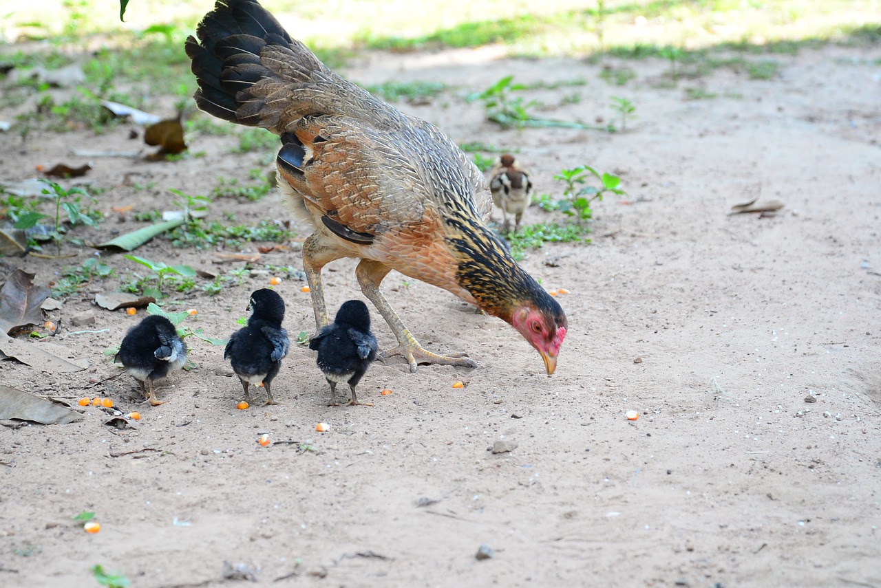 chicken family mother free photo