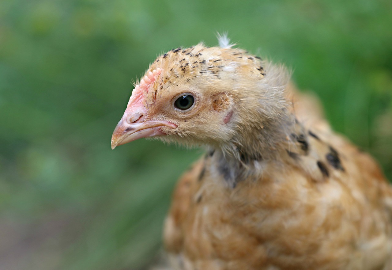 chicken head eyes free photo