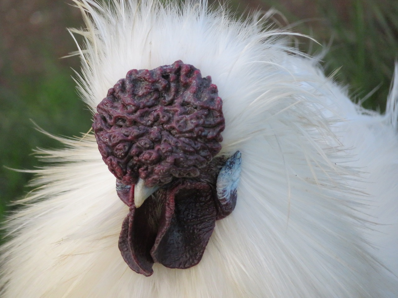chicken silkie rooster free photo
