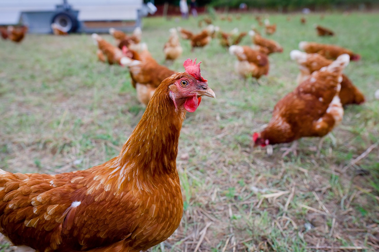 chicken chickens free range free photo