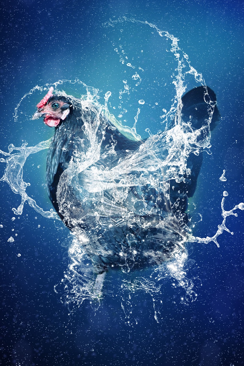 chicken water splash free photo