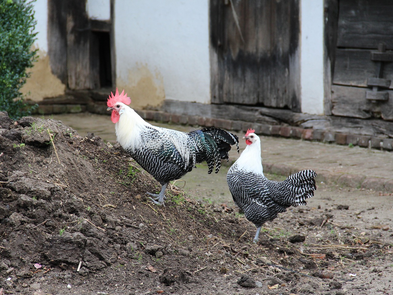 chicken brakel old farm free photo