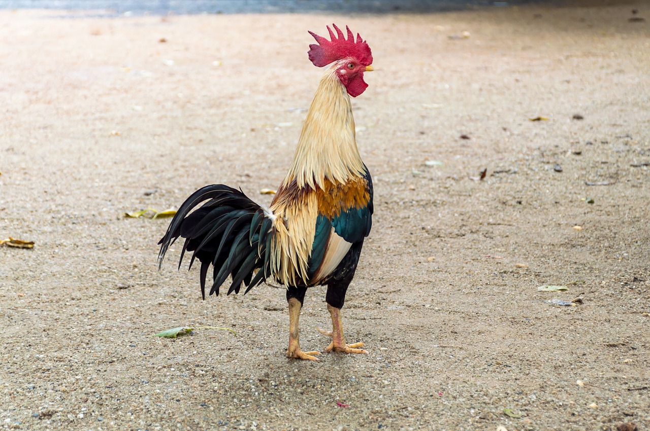 chicken poultry life free photo