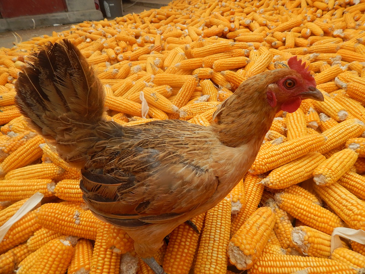 chicken in rural areas corn free photo