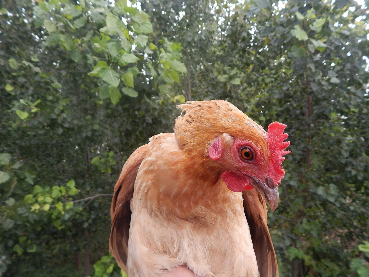 chicken in rural areas natural free photo