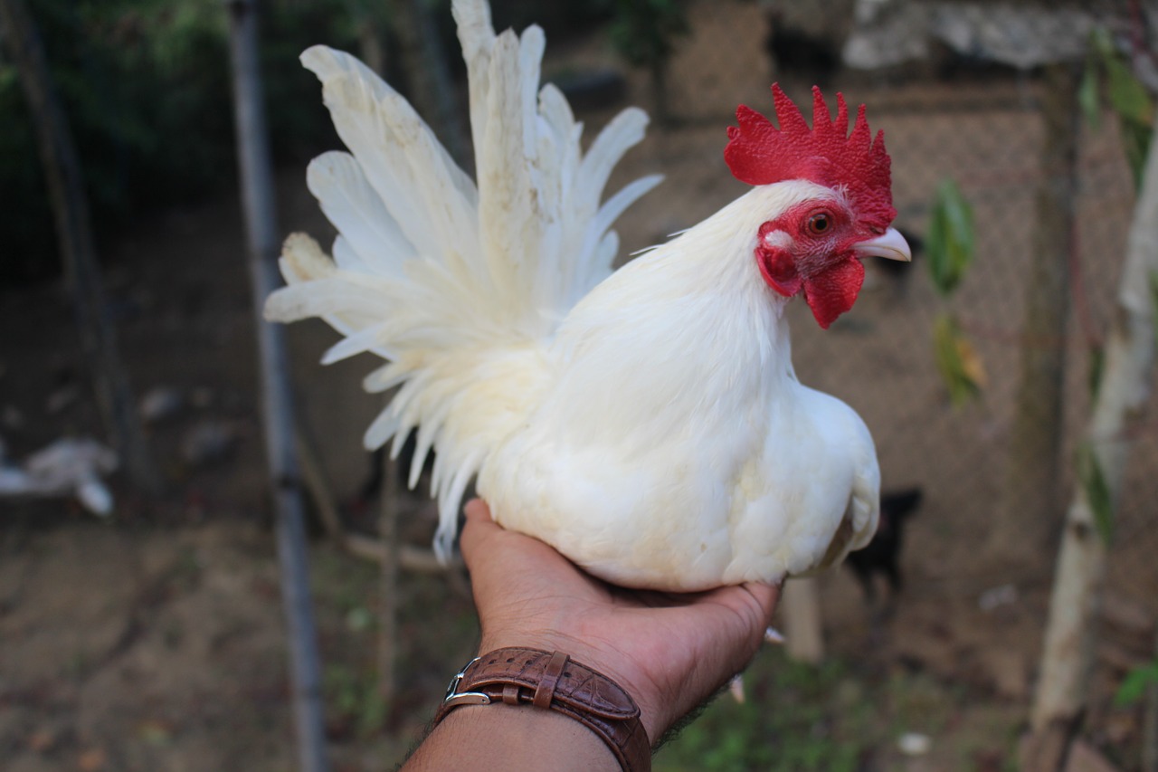 chicken blade white free photo