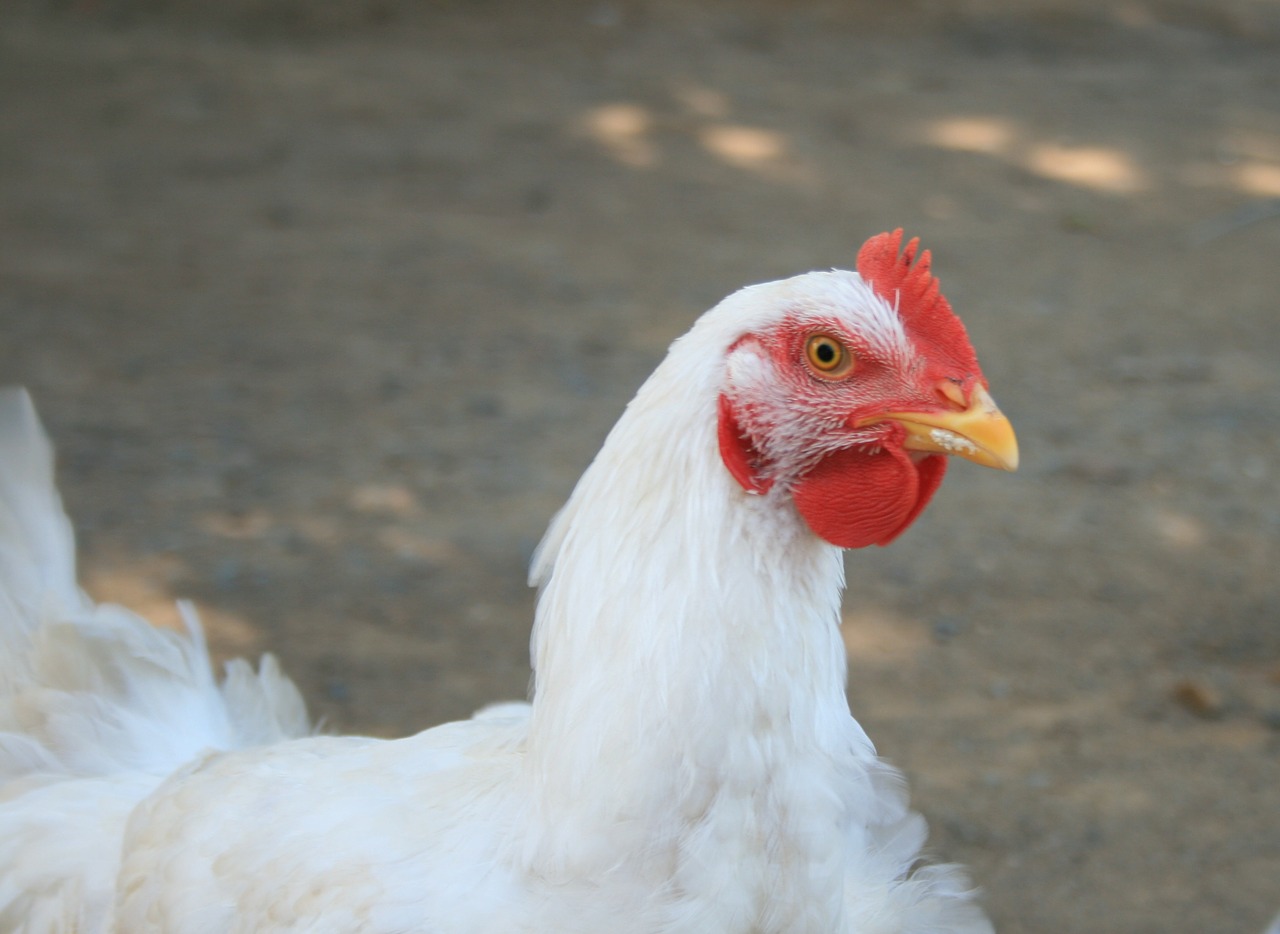 chicken hen head free photo